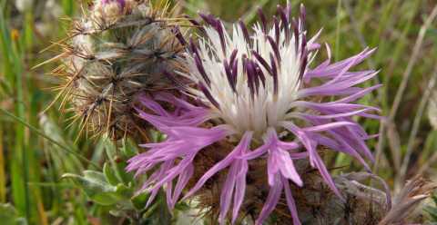 In Salento scoperta una nuova specie botanica:  il "fiordaliso di Punta Pizzo"